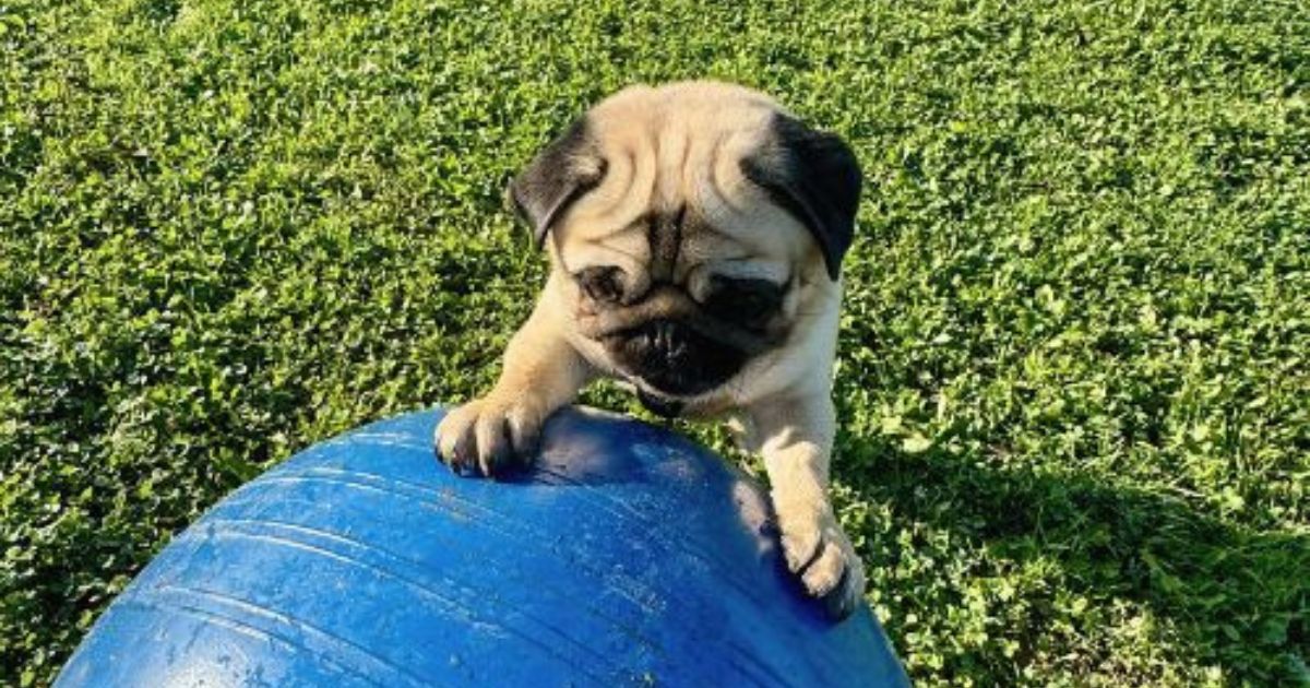 Petit chien qui pratique le treilball pour chien