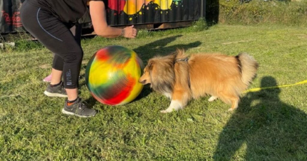 Chien qui apprend le treilball pour chien