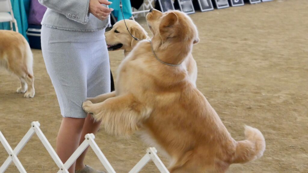 Goldenretiver qui saute sur les genoux de son maitre