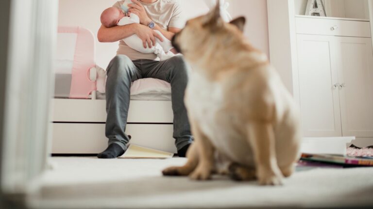 Chien qui regarde son maitre tenir un bébé