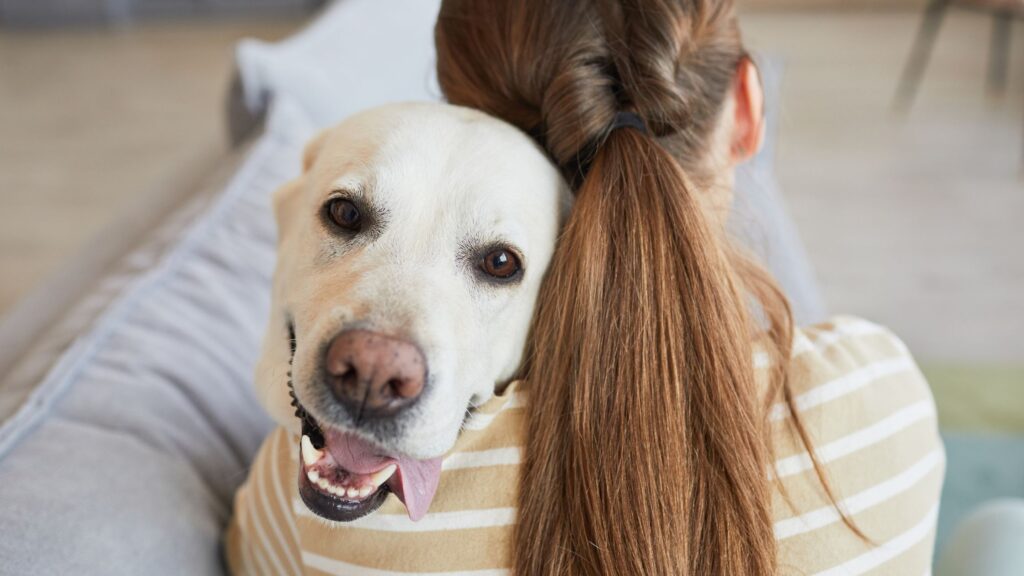 labrador se faisant caliner par son mettre en fixant l'objectif