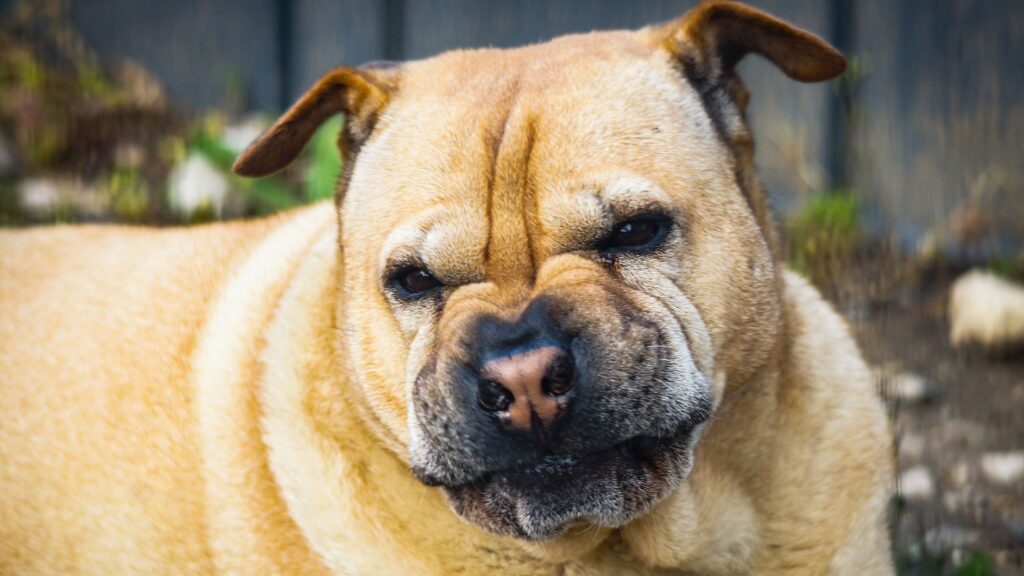 Chien qui grogne