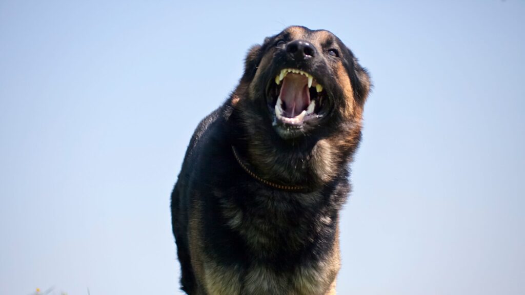 Gros Chien qui grogne