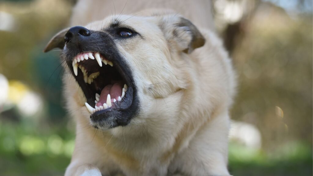 Chien qui montre les crocs