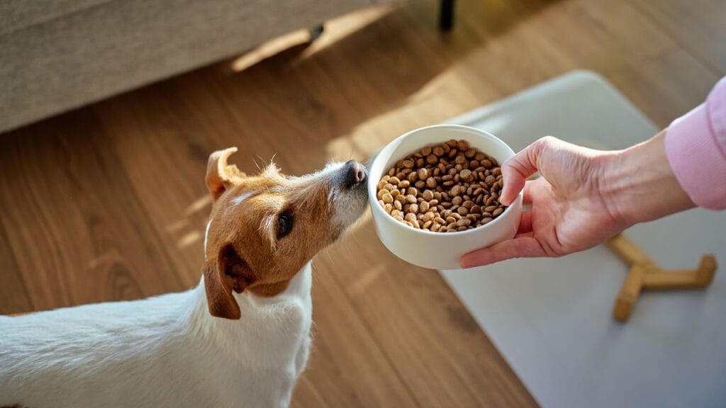 Comment bien nourrir un chien