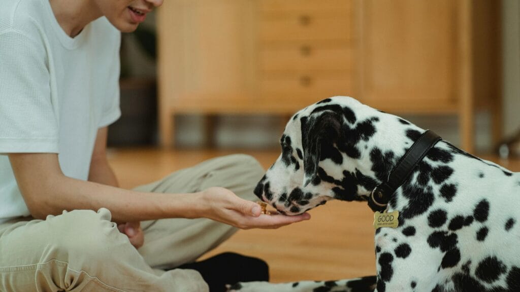 Donner une récompense à un chien