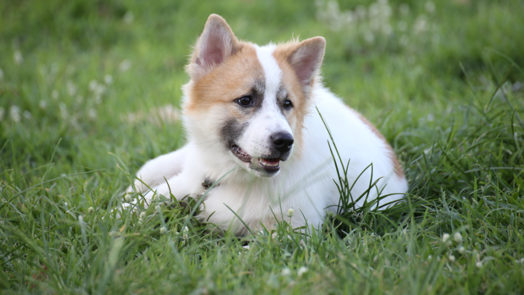 chien couché qui n'obeit pas au rappel