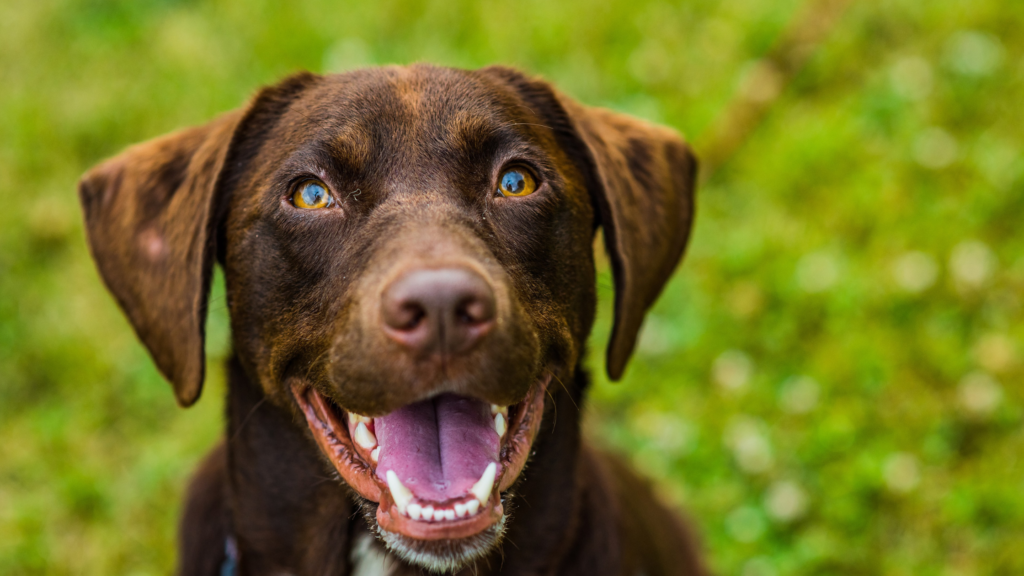 chien qui apprend le rappel et regarde en l'air
