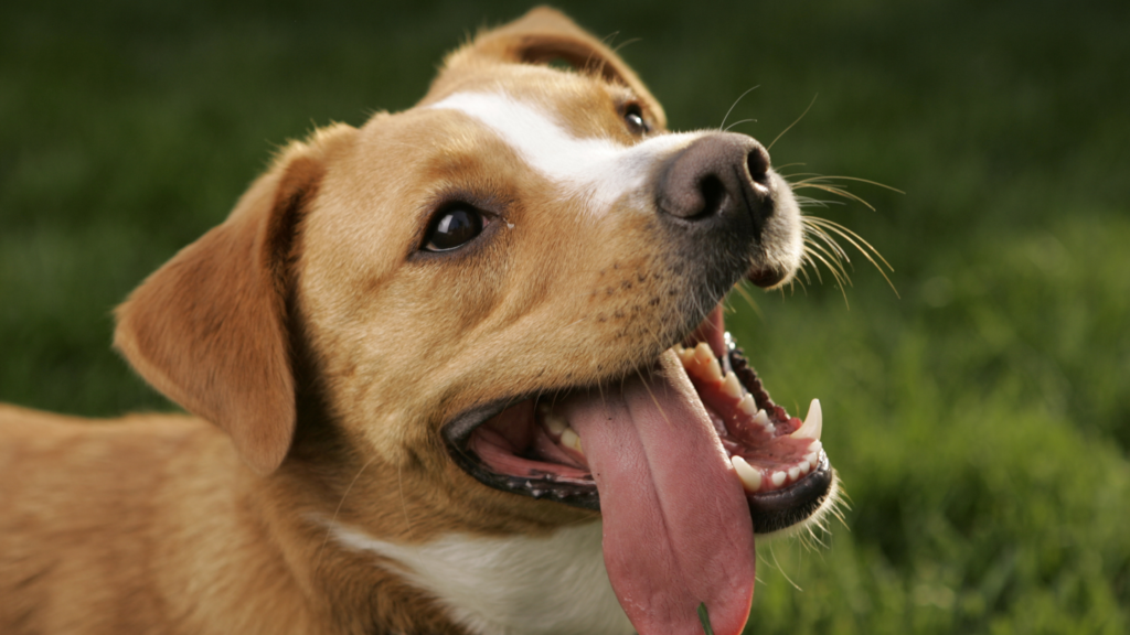 chien à qui on apprend le rappel